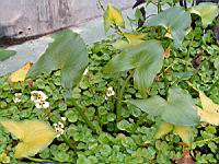 Regnellidium diphyllum (fam Marsileacees) (Am. sud) (Parc de la tete d'or) (1) (Photo F. Mrugala)